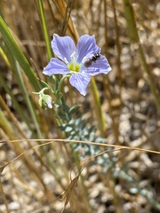 Linum