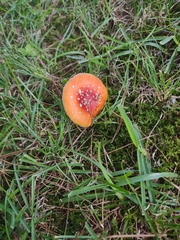 Amanita parcivolvata