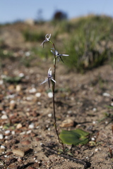 Disa biflora