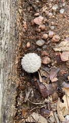 Lycoperdon marginatum