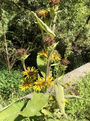 Inula helenium