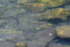 Actinopterygii