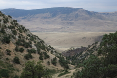 Juniperus polycarpos
