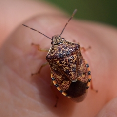 Podisus placidus