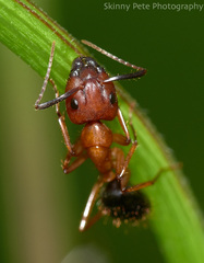 Camponotus floridanus