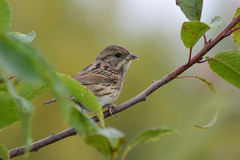Emberiza spodocephala
