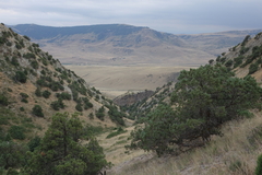 Juniperus polycarpos