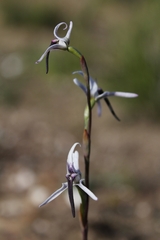 Disa biflora