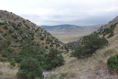 Juniperus polycarpos