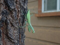 Stagmomantis limbata