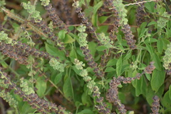 Ocimum