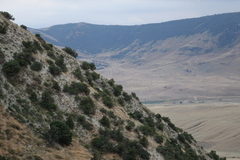Juniperus polycarpos