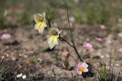 Gladiolus carinatus