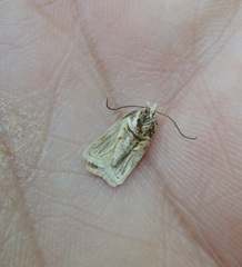 Agonopterix assimilella