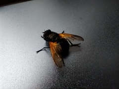 Mesembrina meridiana