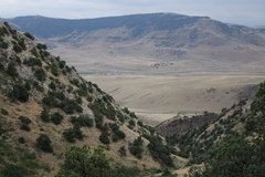 Juniperus polycarpos