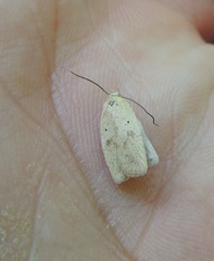 Agonopterix assimilella