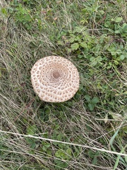 Macrolepiota procera