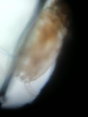 Copepoda