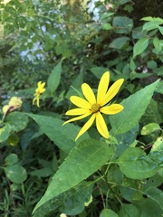 Helianthus decapetalus