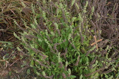 Ocimum