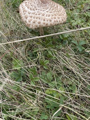 Macrolepiota procera
