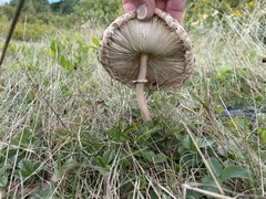 Macrolepiota procera