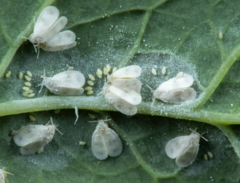 Aleyrodes proletella