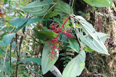 Medinilla