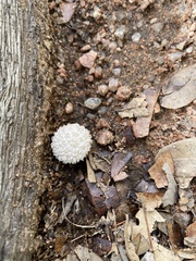 Lycoperdon marginatum