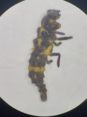 Coleomegilla maculata