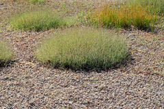 Muhlenbergia richardsonis