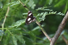 Hypolimnas misippus