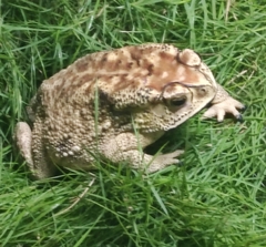 Anura