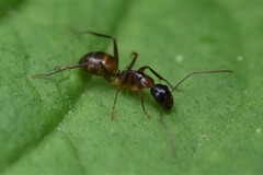Camponotus americanus