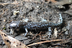 Ambystoma laterale