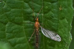 Nephrotoma ferruginea