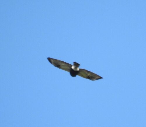 White-rumped Hawk (Parabuteo leucorrhous), photo 4