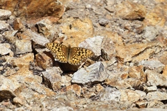 Speyeria egleis