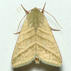 Chloridea virescens
