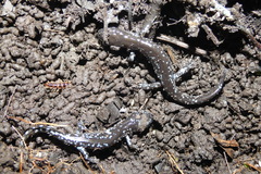 Ambystoma laterale
