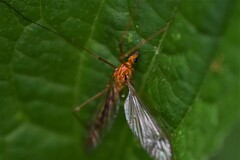 Nephrotoma ferruginea