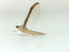 Callibaetis