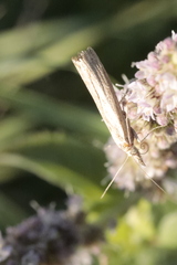 Agriphila straminella