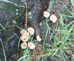 Mycetinis scorodonius