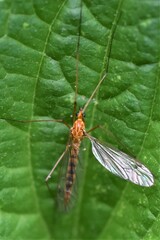 Nephrotoma ferruginea