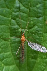 Nephrotoma ferruginea