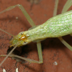 Oecanthus niveus