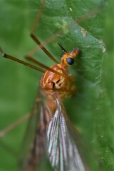 Nephrotoma ferruginea