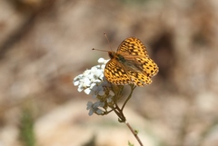 Speyeria egleis